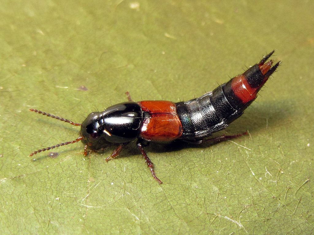 Staphylinidae: Astrapaeus ulmi